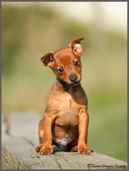 De la Maison d'Este - Pinscher nain - Portée née le 11/01/2011