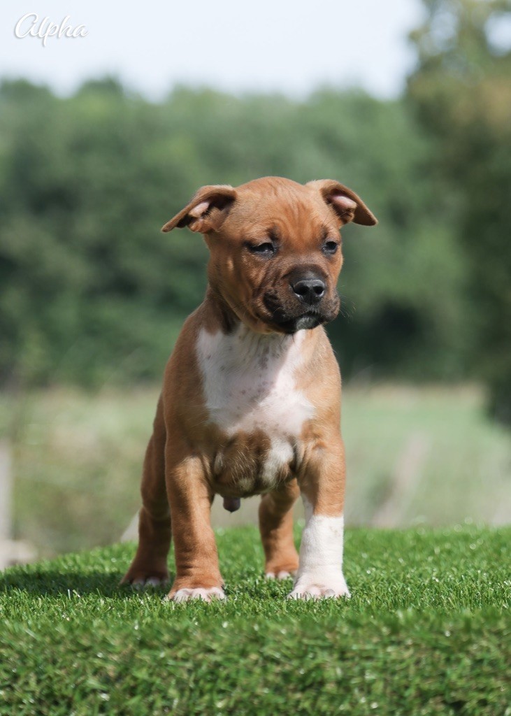 De la Maison d'Este - Chiots disponibles - American Staffordshire Terrier
