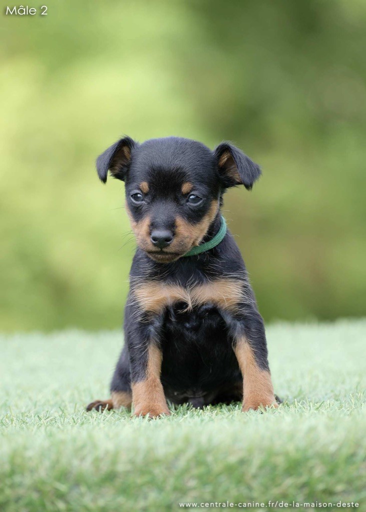 De la Maison d'Este - Chiots disponibles - Pinscher nain
